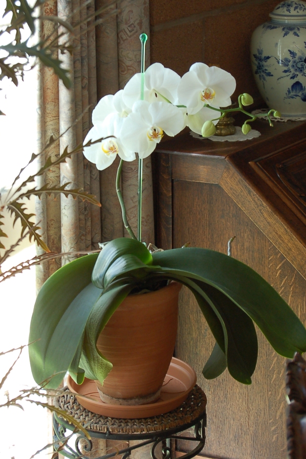orchidee-blanche-recadree